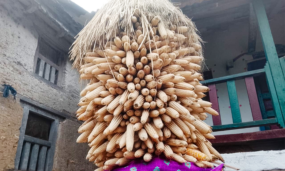 अर्गानिक मकैको माग बढ्दो, खेती भने जोगाउनै मुस्किल
